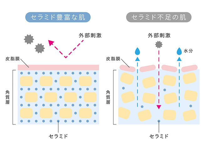 うるおいの土台を整える、セラミドの役割
